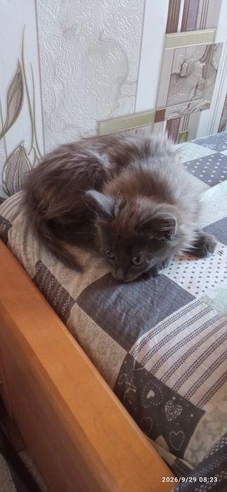 Отдаю котёнка девочку