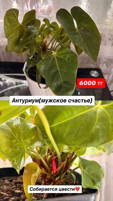 Антуриум(мужское счастье)