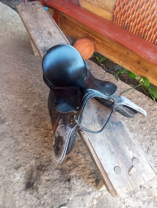 Sașa de călărie adusa recent din Germania