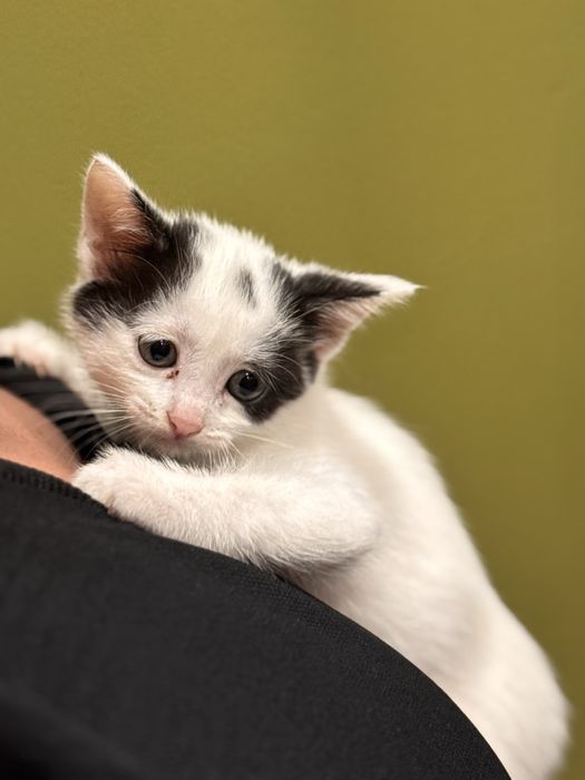 Кошечка ищет семью