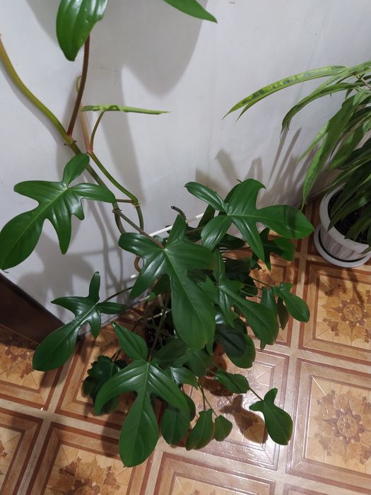 Филодендрон Флорида на опоре