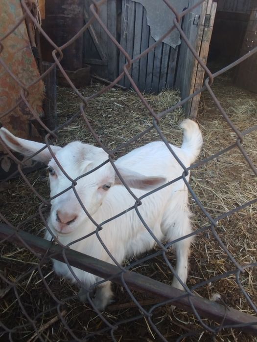 Козлята молочной породы