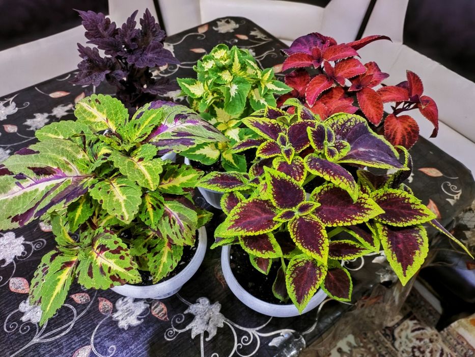 Колеусы, доставка