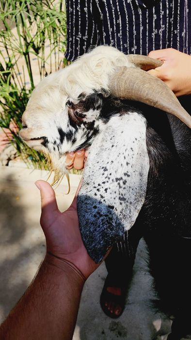 Echki sotiladi Afgʻon echki sotiladi