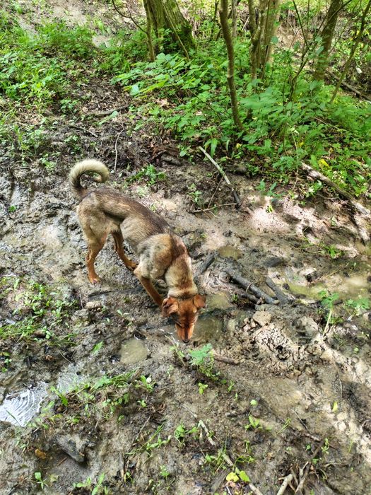 Copoi &Laika siberian femelă