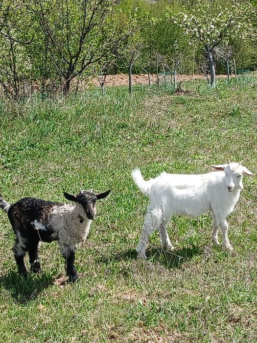 Vand iezi pentru taiat