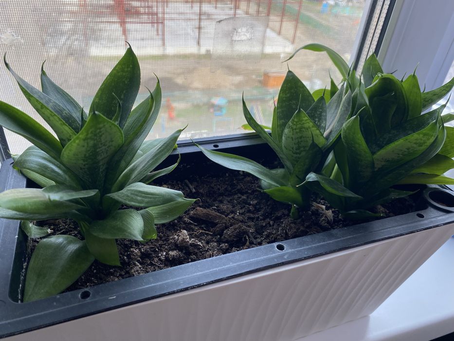 Комнатные цветы по 3000 тг