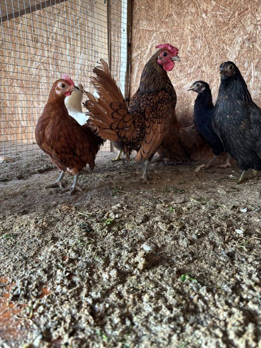 Gaini pituce.sunt puicute de anu acesta