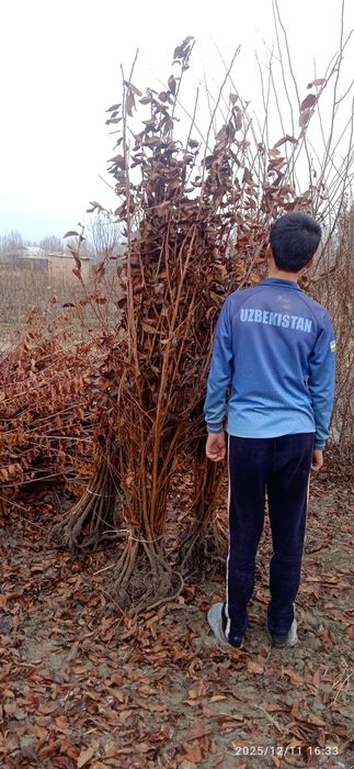 Achchik gilos kuchatmlari