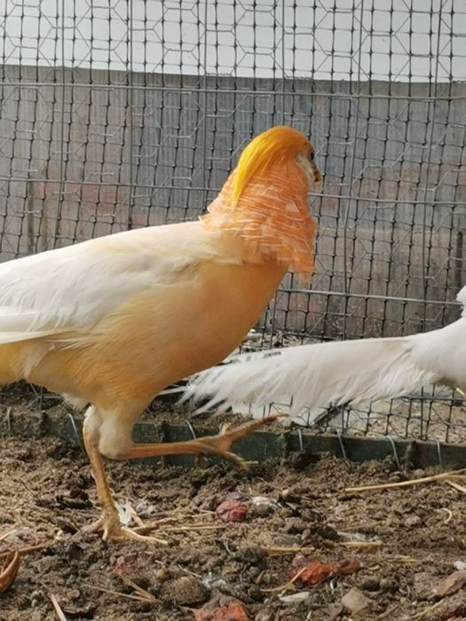 Fazan piersică familie