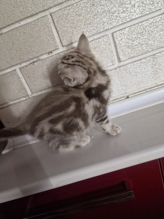 Британский мраморные котенок