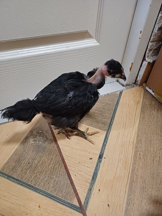 Vând sau schimb pui cu moț și fără