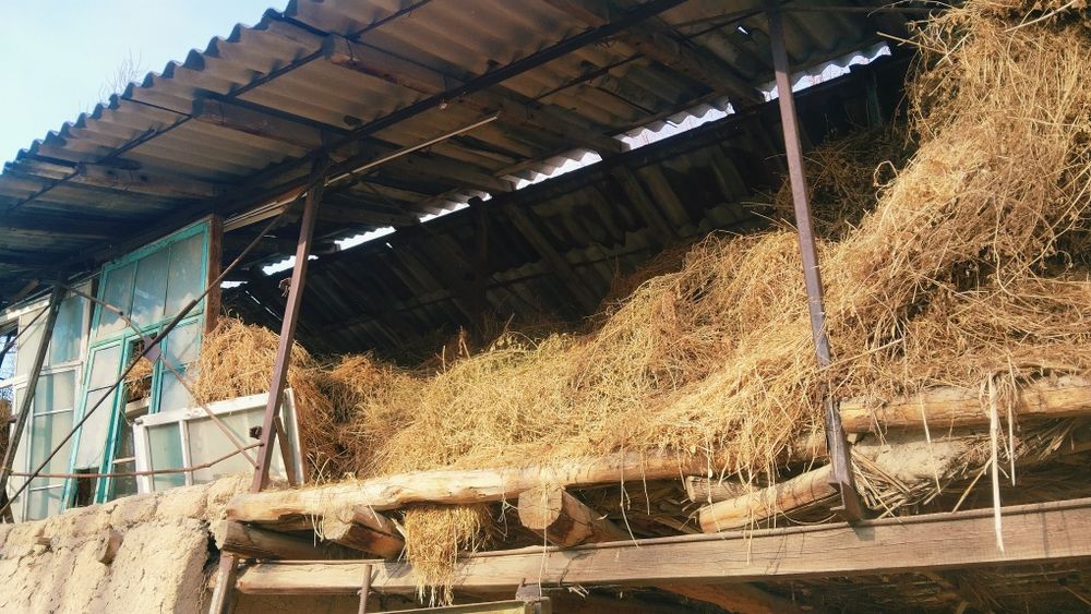 Oladiganlar tel qisin beda