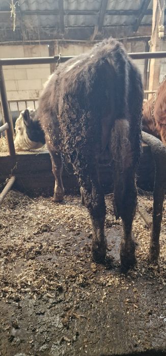 Vand doi taurasi baltati