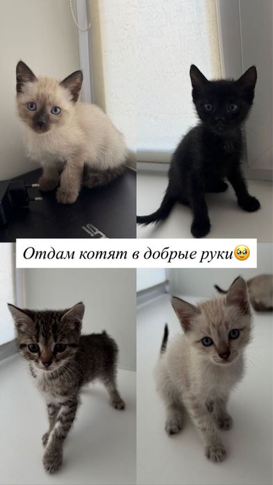 Котята. Отдам в добрые руки