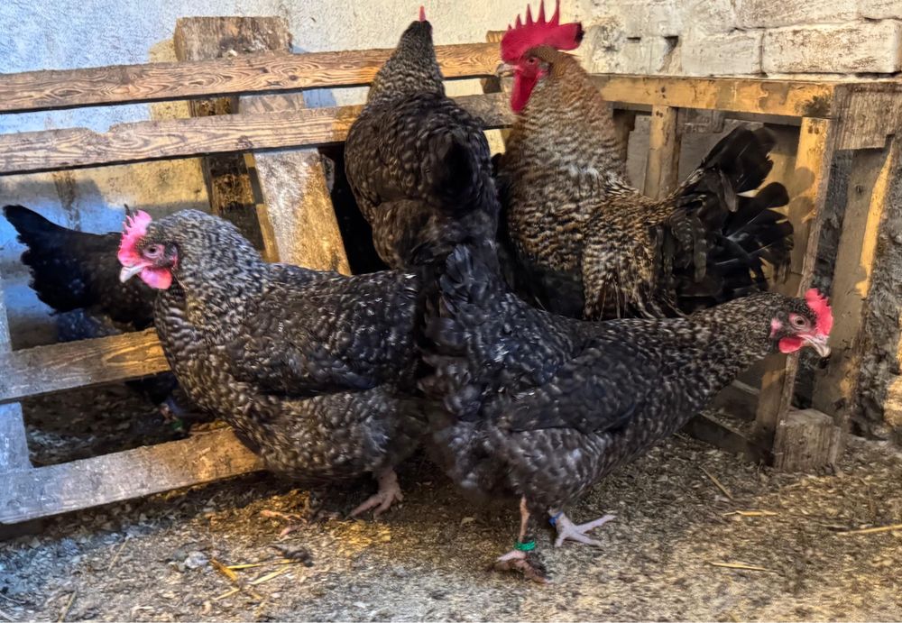 Ouǎ Marans Coucou Dore (CCD)