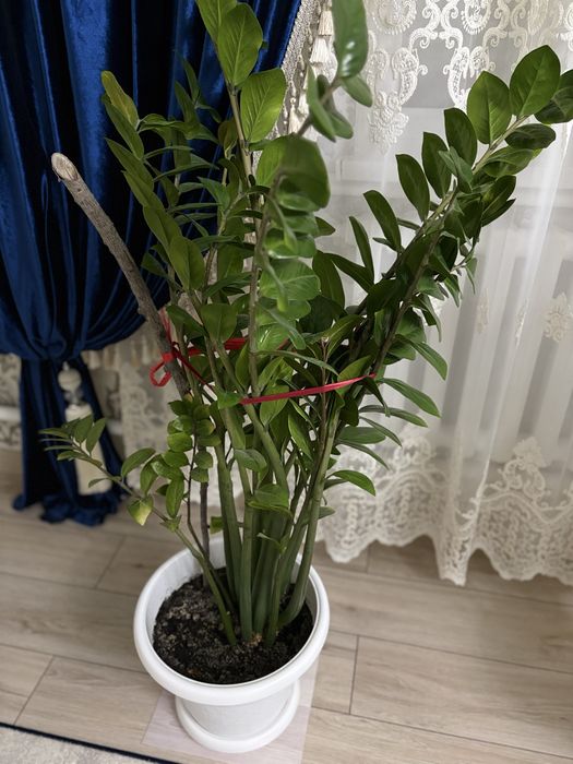 Гүл сатылады (доллар)