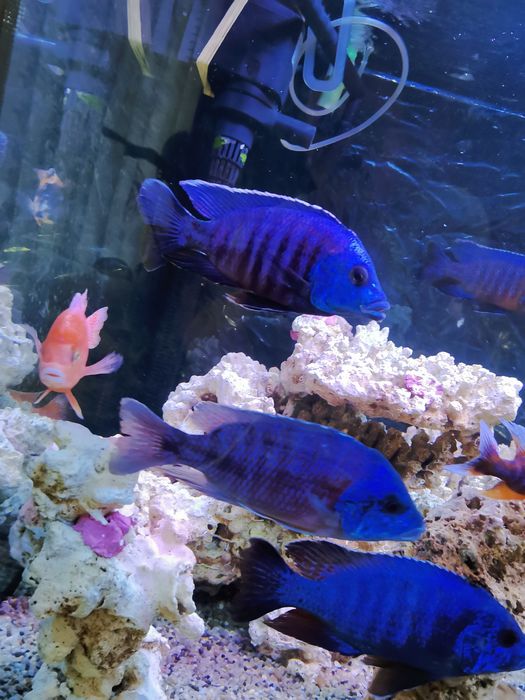 Продавам цихлиди