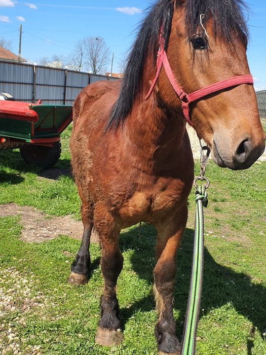 Vând sau schimb carlan