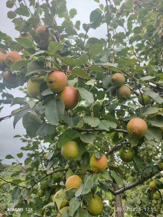 Саженцы грушы ..