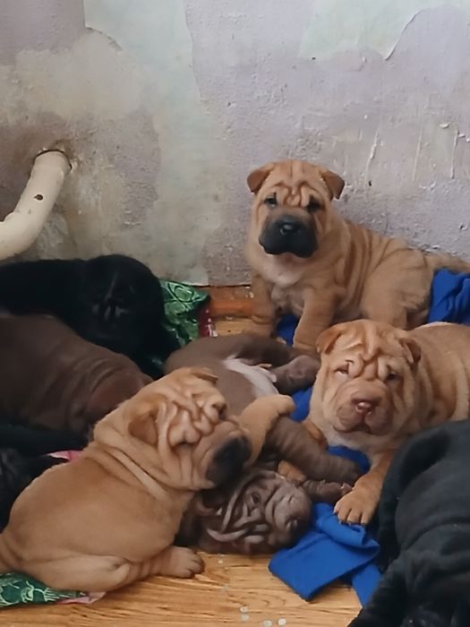 Милые щенки породы Шарпей