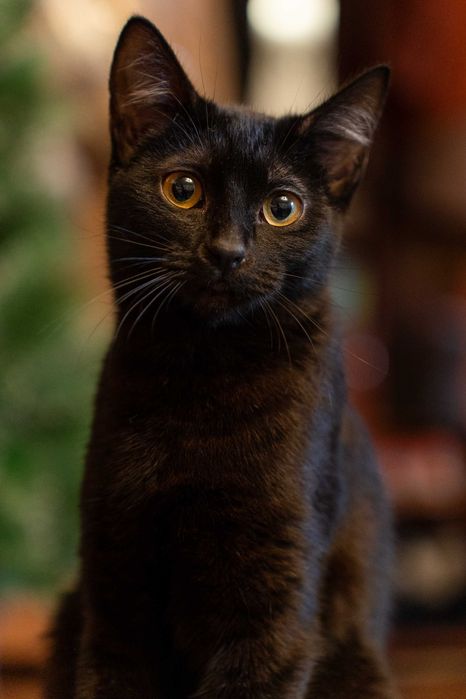 Котёнок девочка 7 месяцев.