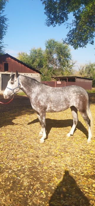 Продам.  Кобыла 2020 года рождения.