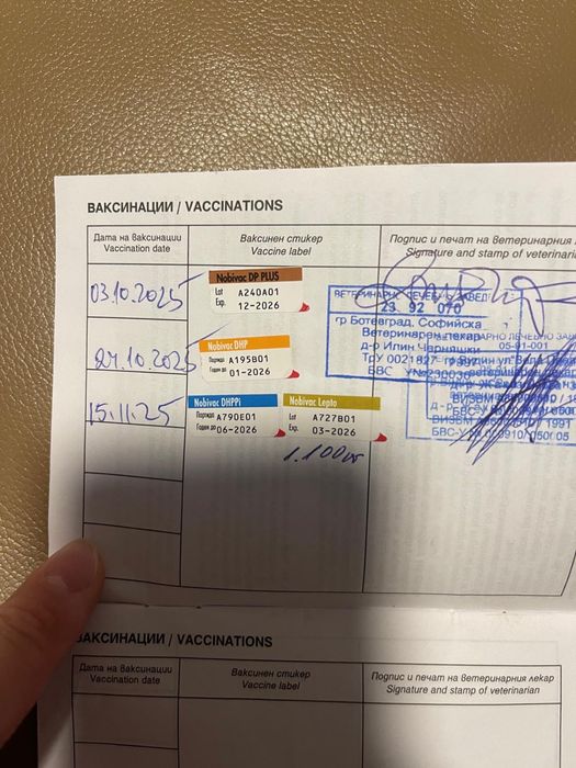 Продавам Женски Мини Пинчер на 7-месеца !