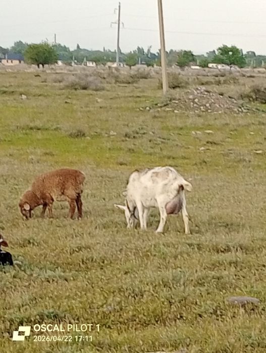 Продам    козлят