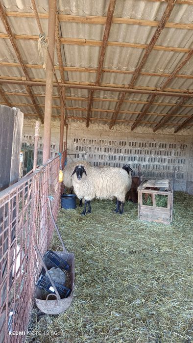 Vând grâu , pentru mai multe detalii sunați la numărul afișat !