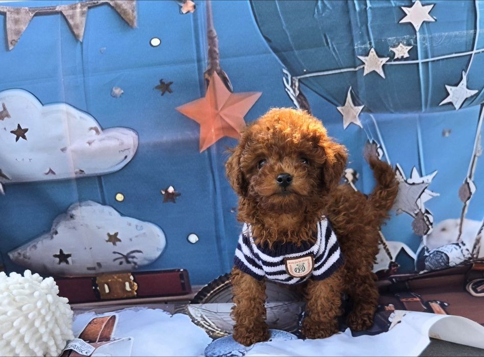 Пудел тйикъп /Пудел той /Poodle toy  генетичти тестове на родителште |Родословие