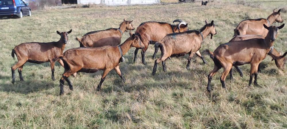 Vand capre bune de lapte