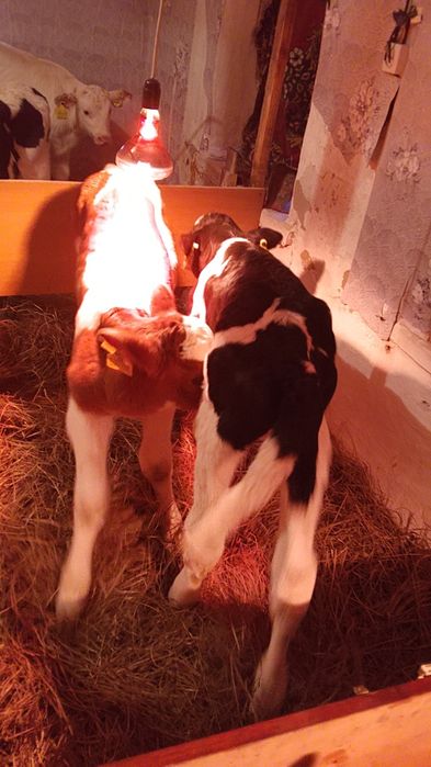 Продам телят хороших месных