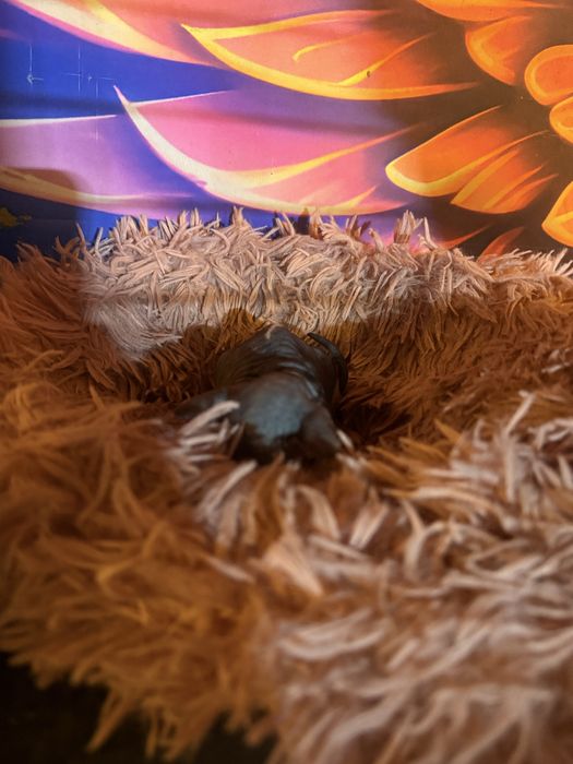 Котята свинкс велюр