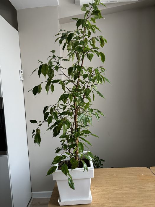 Фикус Бенджамина