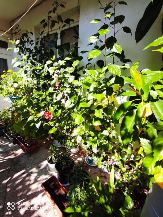 голяма Китайска роза