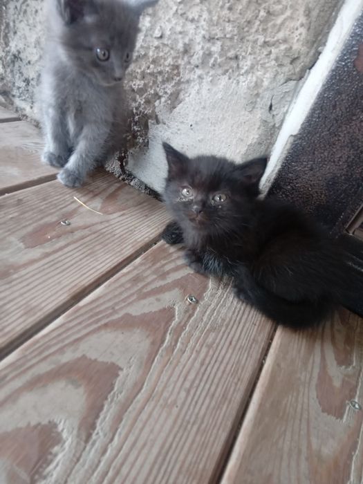 Отдам      котят