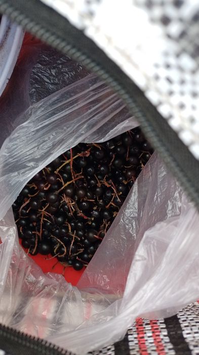 Смородина қарақат