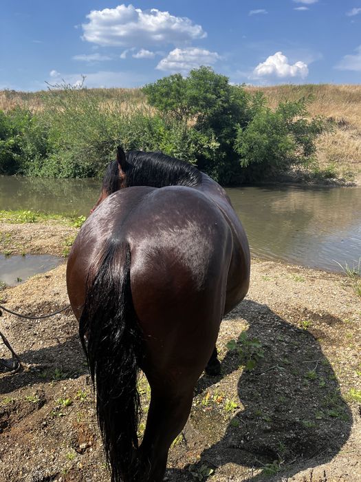 armăsar 4 ani jumate