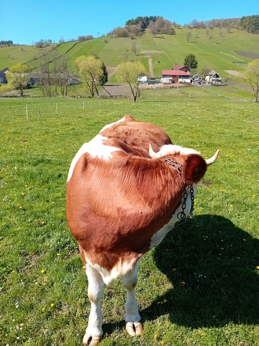Vind vaca baltata romaneasca