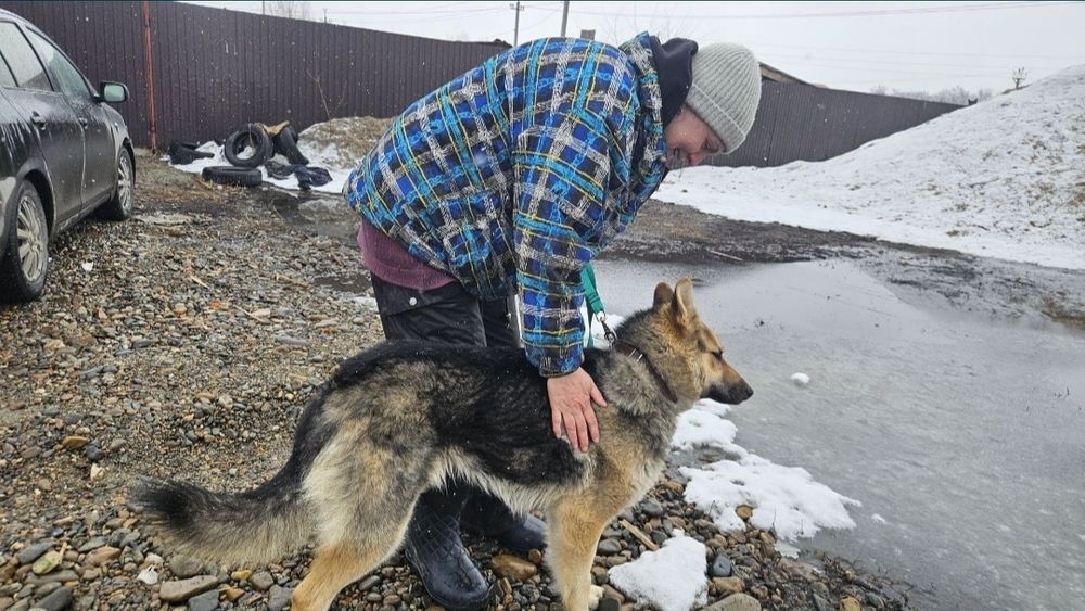 Отдам  овчарку (метис)