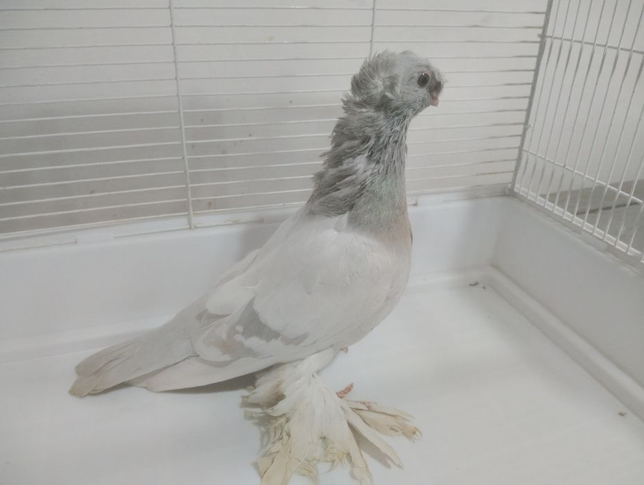 Продаётся пепельный