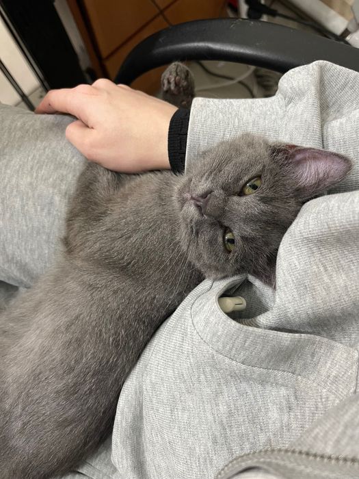 Котенок девочка в добрые руки