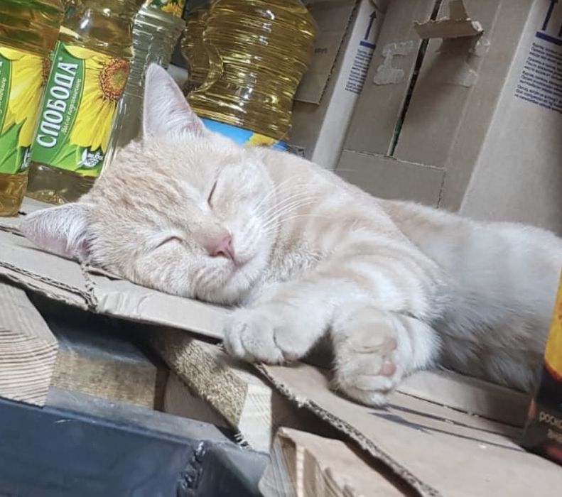 Ищу добрые руки котику