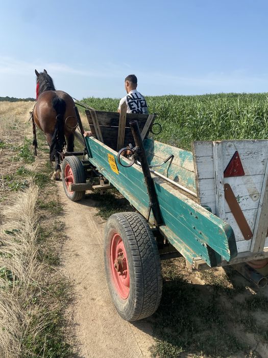 Vand iapa de 5 anii pretul e negociabil