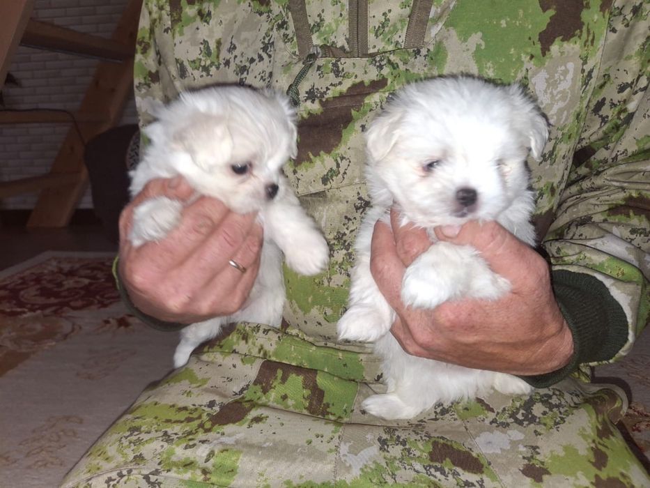 Продам Мальтезе