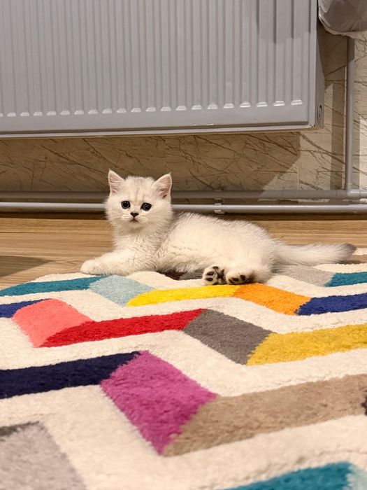 British shorthair Silver
