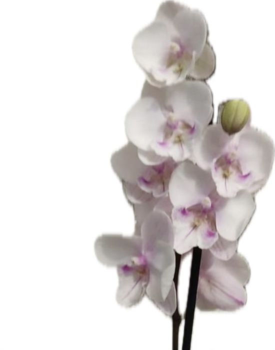 Фаленопсисы адаптированные взрослые