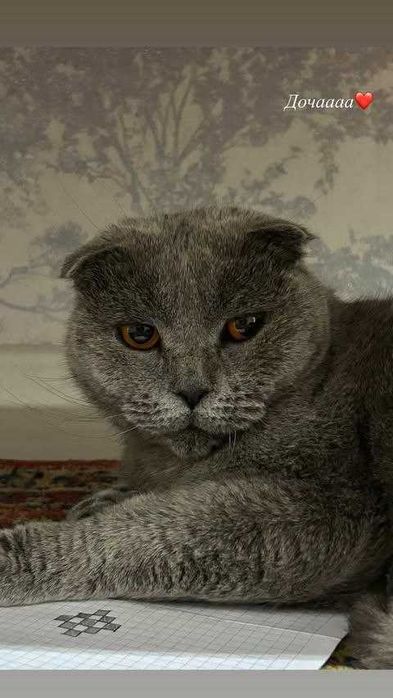 Шотландский кошки (Shotlandskiy mushuk)