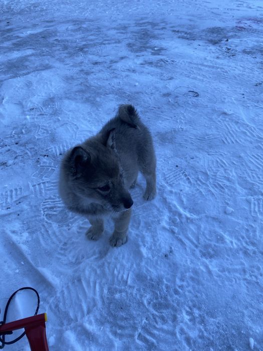 Продам щенок лайка